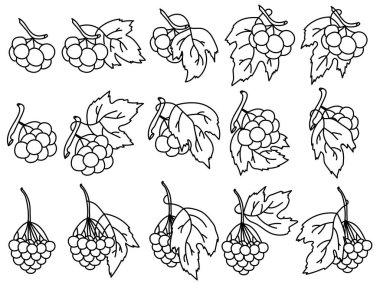 Viburnum bunch outline set, coloring page or outline for design vector illustration