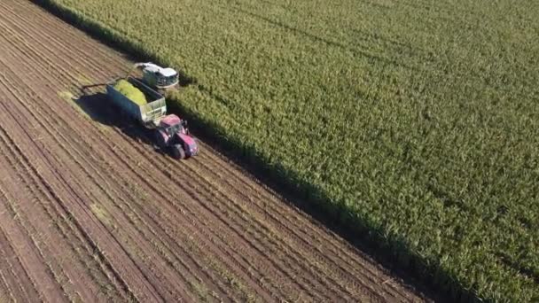 Сільськогосподарський комбайн відрощує стислу кукурудзу і ставить її в тракторний причіп. Переміщення та збирання зернових пшениці — стокове відео