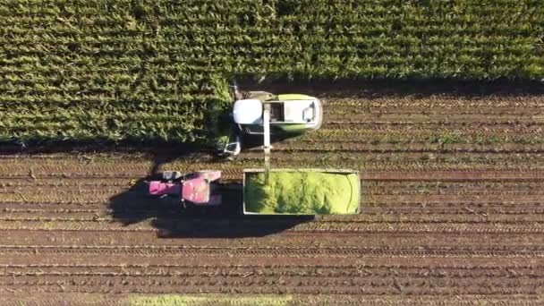 Jordbruksskördaren skördar en mogen majsgröda och lägger den i en släpvagn. Cutter Bar Flyttar och skördar vetegrödorna — Stockvideo