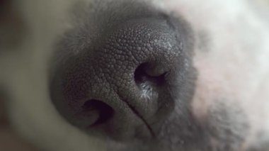 Köpeğin burnuna yakın çekim makro çekim. Köpek kokluyor, bir koku alıyor..