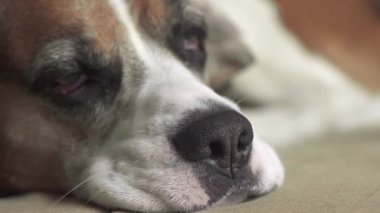 Yatmadan önce gözlerini kapayan uykulu bir av köpeğinin namlusuna yakın çekim..