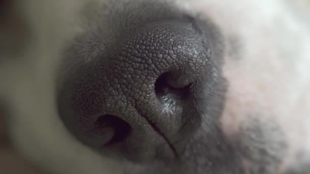 Een close-up macro shot van een neus van een hond. De hond ruikt, ruikt een soort geur.. — Stockvideo