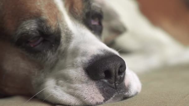 Närbild på nosen på en sömnig beagle hund vars ögon blundar innan sängen. — Stockvideo