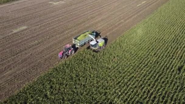 Jordbruksskördaren skördar en mogen majsgröda och lägger den i en släpvagn. Cutter Bar Flyttar och skördar vetegrödorna — Stockvideo
