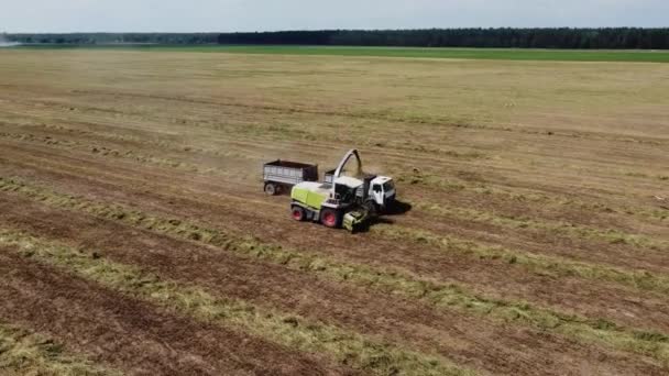 Flygbilder på drönare. Foder skördare lossar färskt gräs på baksidan av en lastbil. Beredning av foder för nötkreatur. — Stockvideo