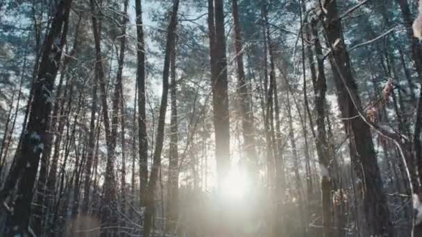 Karla kaplı güzel kış ormanı boyunca kameranın yavaş çekim gücü parlak güneşe doğru. Güneş ışınları, karla kaplı çam ağaçlarının dallarında yol alır.. — Stok video