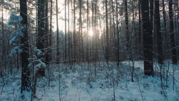 Медленное движение камеры через заснеженный красивый зимний лес к яркому солнцу. Солнечные лучи пробиваются сквозь ветви сосен, покрытых снегом.. — стоковое видео