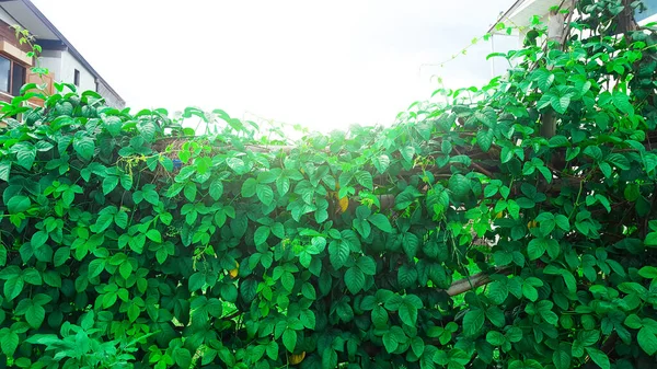 Vignes Vertes Sur Les Clôtures Bambou Pourries Maison Éditées Avec — Photo