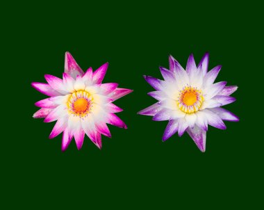 Yeşil arkaplanda kırpma yolu olan iki mor ve pembe sulu çiçek.