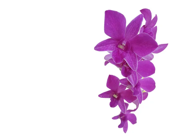 Dendrobium Bigibbum Oder Die Cooktown Orchidee Oder Die Lila Schmetterlingsorchidee — Stockfoto