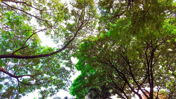 Enorme Árvore Chuva Verde Com Troncos — Fotografia de Stock