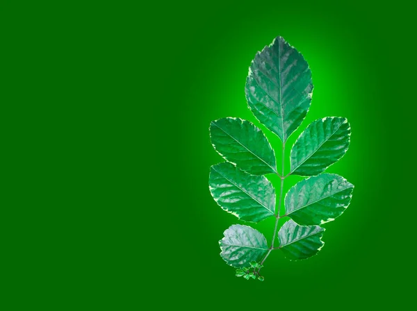 Isolated Green Polyscias Guilfoylei Leaves Green Background Clipping Path — Stock Photo, Image