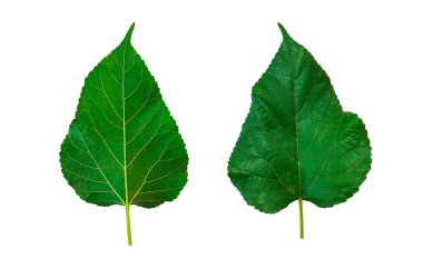 İzole edilmiş dut yapraklarının önünde ve arkasında kırpma yolu var