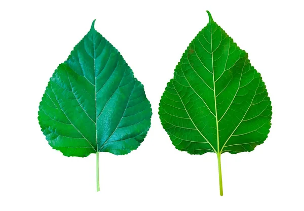 Front Back Isolated Mulberry Leaves Clipping Path — Foto Stock