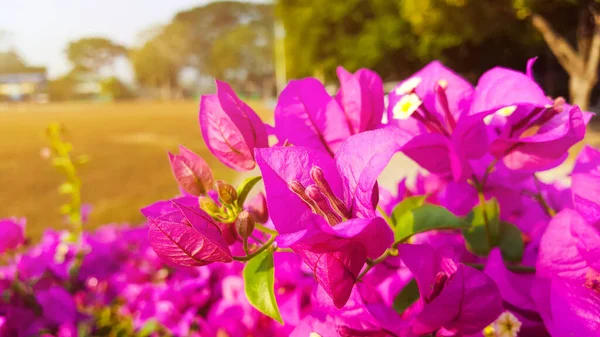 Pandangan Dekat Bunga Bougainvillea Glabra Choisy Merah Muda Fokus Lembut — Stok Foto