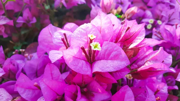 Detailní Pohled Růžové Bougainvillea Glabra Choisy Květiny Měkké Selektivní Zaměření — Stock fotografie