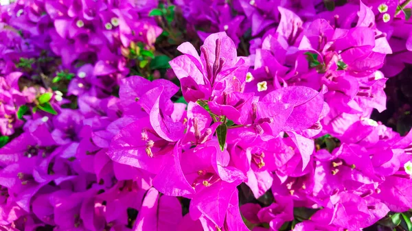 Vista Cerca Flores Codiciosas Buganvillas Glabra Rosa Enfoque Suave Selectivo —  Fotos de Stock