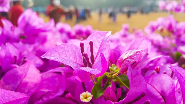 Detailní Pohled Růžové Bougainvillea Glabra Choisy Květiny Měkké Selektivní Zaměření — Stock fotografie