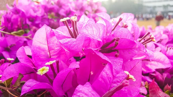 Pandangan Dekat Bunga Bougainvillea Glabra Choisy Merah Muda Fokus Lembut — Stok Foto