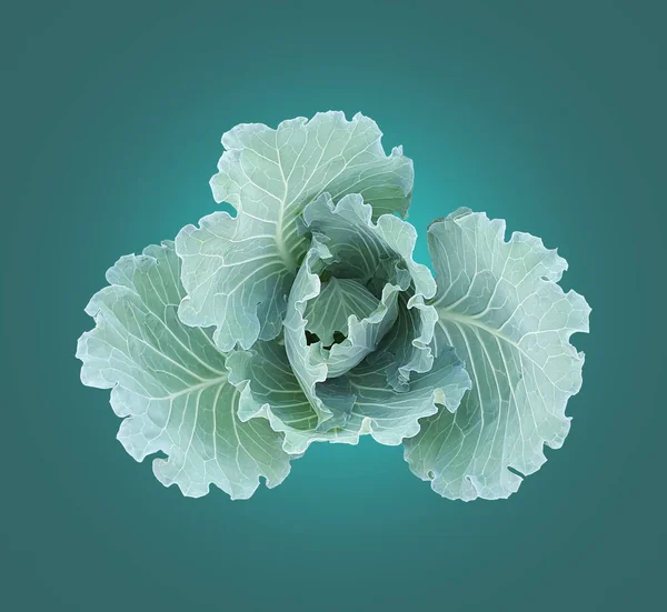 Isolated Cabbage Clipping Paths Green Background Soft Selective Focus — Foto Stock