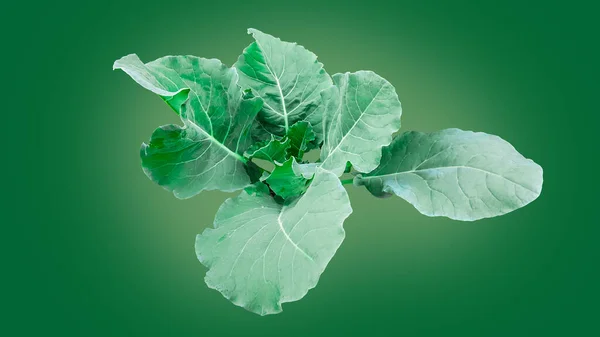 Vereinzelte Nahaufnahme Von Brassica Alboglabra Mit Clipping Pfaden Weichem Und — Stockfoto