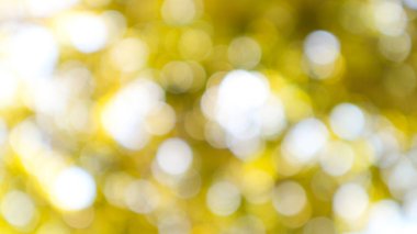 Gündüz vakti ağacın Bokeh ışığı, bulanık arkaplan.