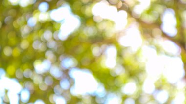 Gündüz vakti ağacın Bokeh ışığı, bulanık arkaplan.