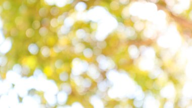 Gündüz vakti ağacın Bokeh ışığı, bulanık arkaplan.