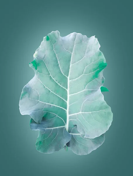 Isolated Brassica Alboglabra Leaf Clipping Paths Soft Selective Focus — Foto Stock