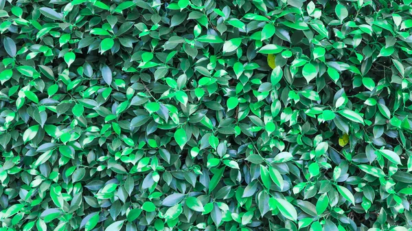 Texture Background Leaves — Fotografia de Stock