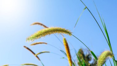 Bulanık arkaplanda kuru Pennisetum pedicellatum çiçekleri, yumuşak ve seçici odak