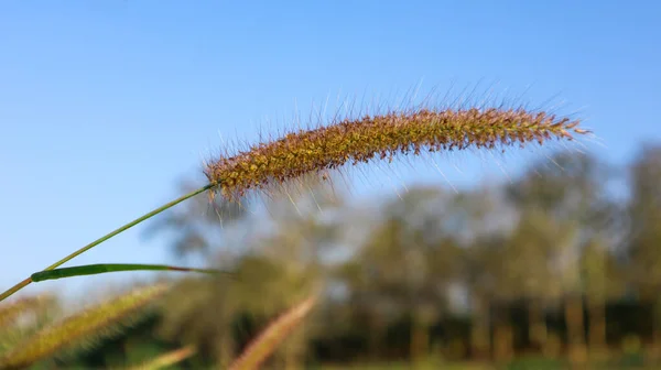 Bulanık Arkaplanda Kuru Pennisetum Pedicellatum Çiçekleri Yumuşak Seçici Odak — Stok fotoğraf