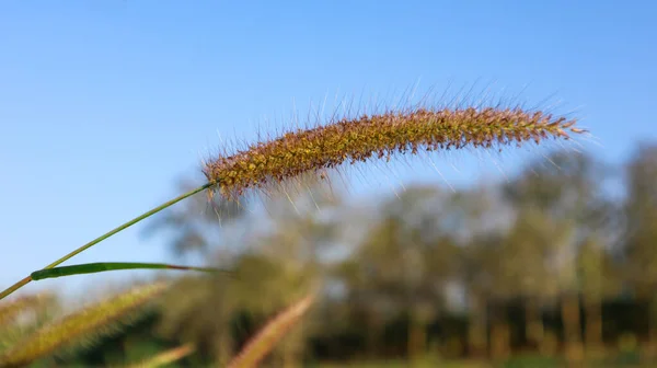 Suche Kwiaty Pennisetum Pedicellatum Rozmytym Tle Miękkie Selektywne Skupienie — Zdjęcie stockowe