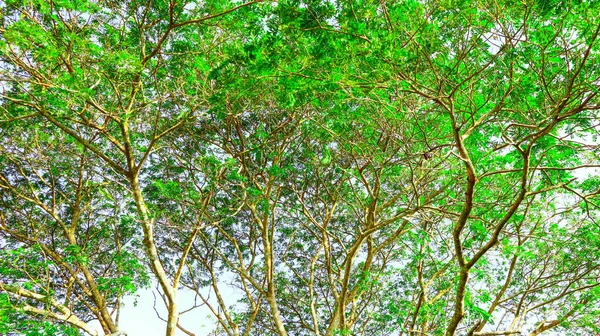 Looking View Green Tops Trees — Stockfoto