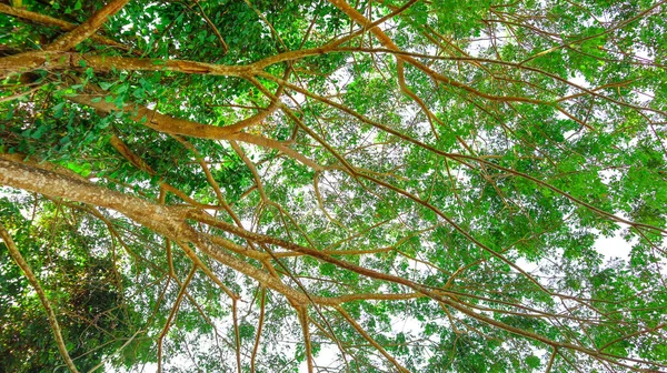 Pohled Nahoru Zelené Vrcholky Stromů — Stock fotografie