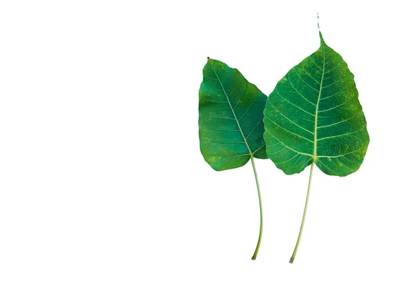 Feuille Ficus Religiosa Isolée Avec Des Chemins Coupe — Photo