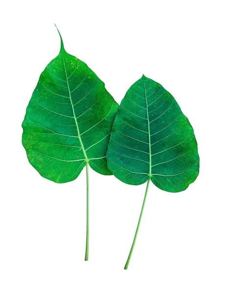 Ізольований Лист Ficus Religiosa Відсічними Контурами — стокове фото