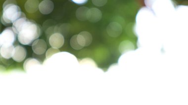 Ağaçların gündüz arkaplanı bulanık