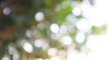 Ağaçların gündüz arkaplanı bulanık