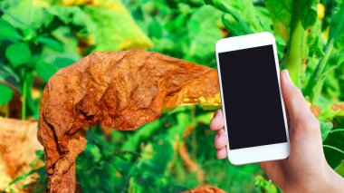 Yanmış tütün yaprağıyla el ele tutuşan dokunmatik ekran cep telefonu. Bitki hastalıklarını önlemek için akıllı cihazlar kullanma kavramı..