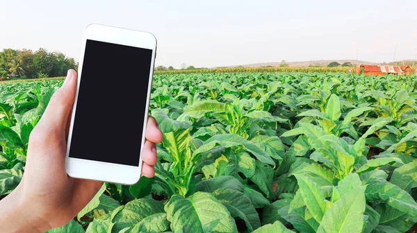 Tütün Sahasının Manzarasıyla Ele Tutuşan Dokunmatik Ekran Cep Telefonu Tarım — Stok fotoğraf