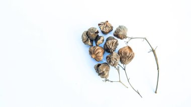 Beyaz arka planda izole edilmiş kahverengi meşe tohumu