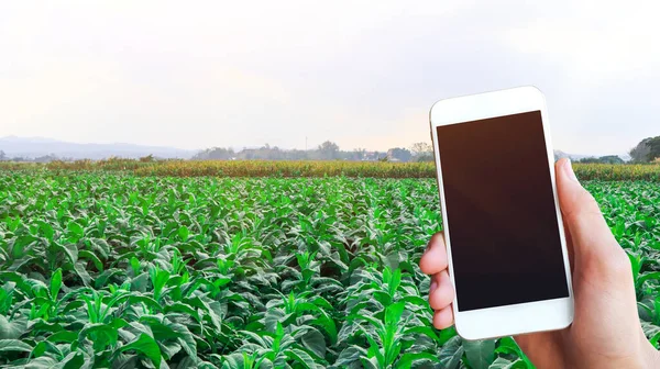 Mano Sosteniendo Simulacro Pantalla Táctil Blanco Teléfono Móvil Vista Planta —  Fotos de Stock