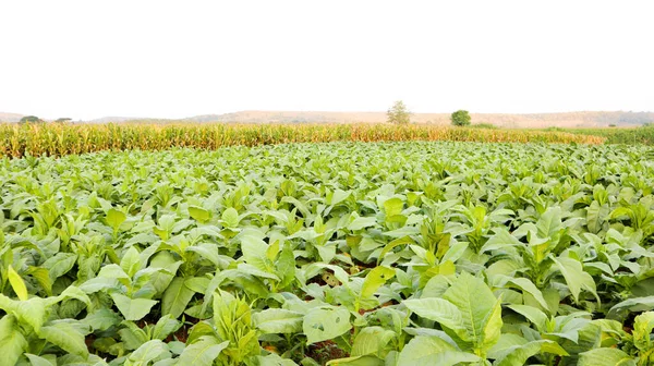 Vista Della Pianta Tabacco Con Cielo Grigio Sullo Sfondo — Foto Stock