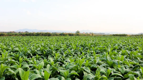 Vista Planta Tabaco Com Céu Cinza Fundo — Fotografia de Stock