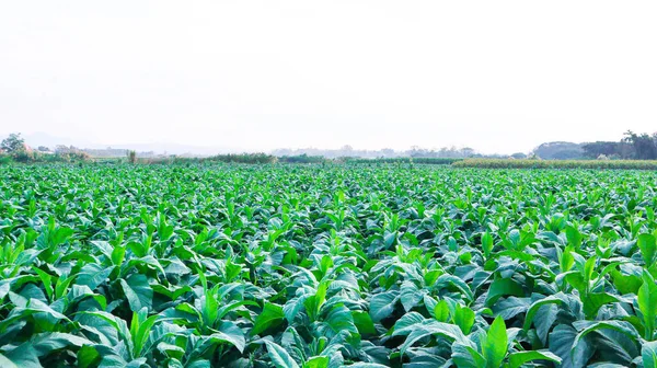 Vista Planta Tabaco Com Céu Cinza Fundo — Fotografia de Stock