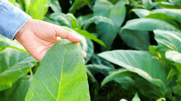 Proprietário Tabaco Está Inspecionando Cultivo Das Folhas Tabaco Usando Mãos — Fotografia de Stock