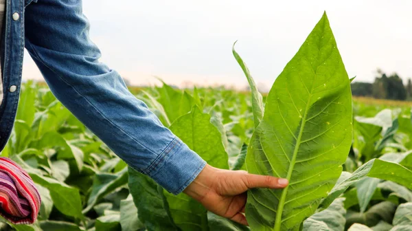 Proprietário Tabaco Está Inspecionando Cultivo Das Folhas Tabaco Usando Mãos — Fotografia de Stock