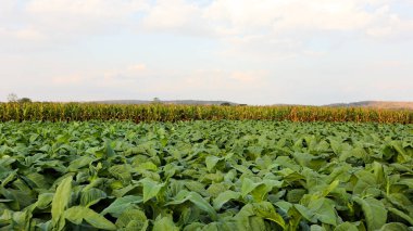 Arka planda gri gökyüzü bulunan tütün bitkisinin görüntüsü