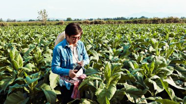 Tütün bahçıvanı elinde tablet tutuyor ve tütün sağlığını denetliyor. Tütünü yetiştirme niteliğinin yanı sıra hastalıklar, yumuşak ve seçici bir odak noktasını kontrol ediyor.